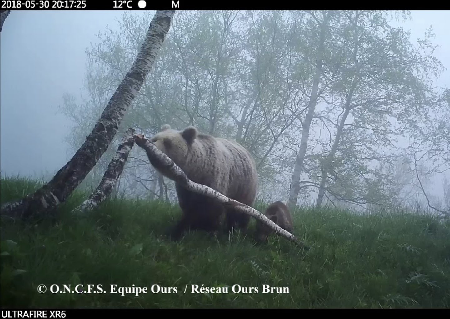 paper megafauna.jpeg