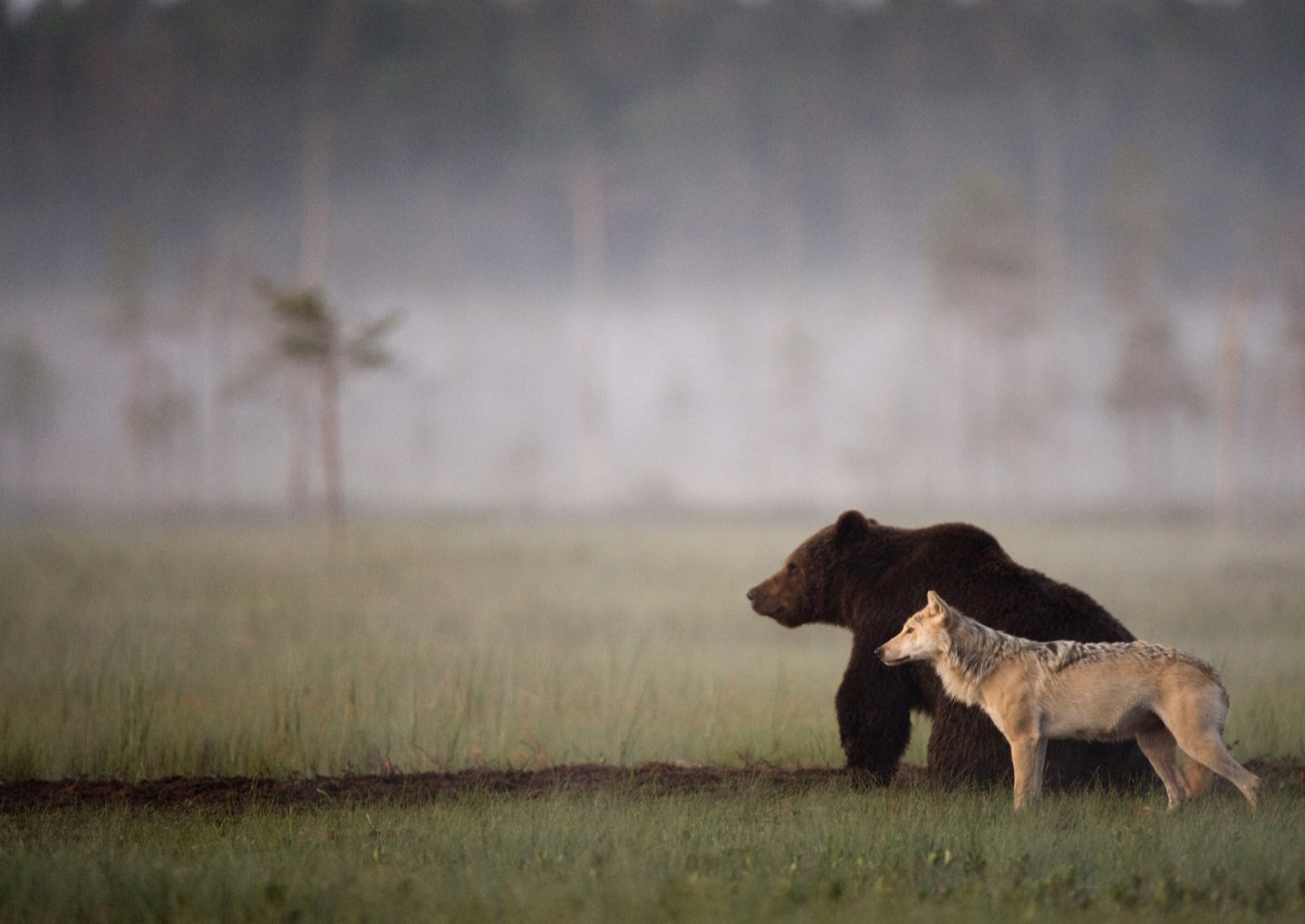 paper bearwolf-2.jpeg