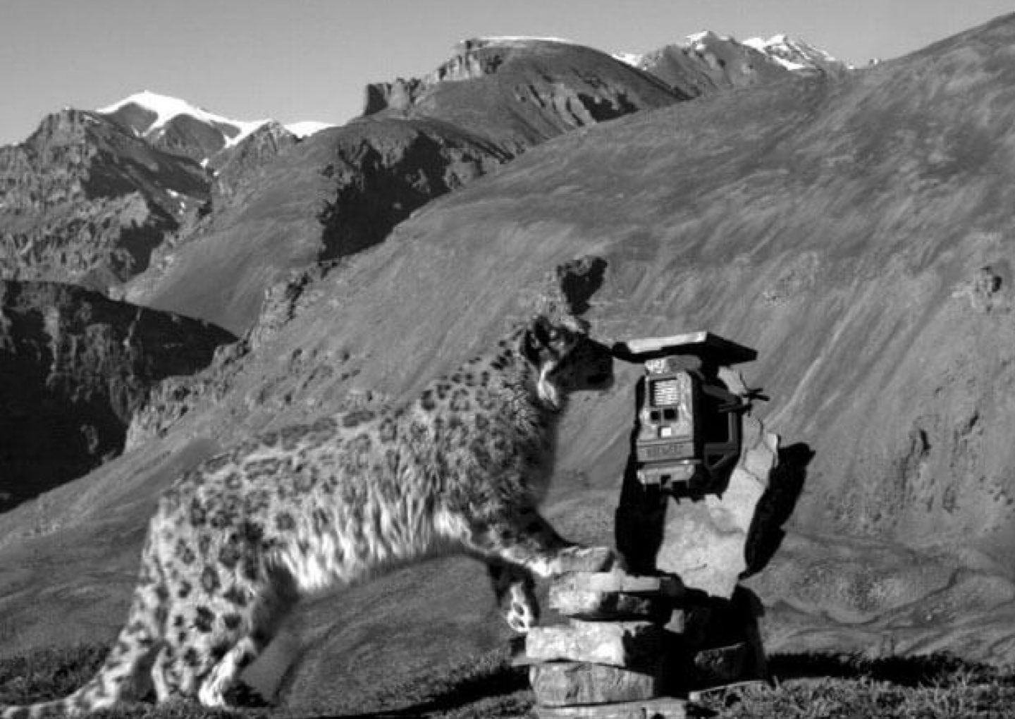 paper cameratrap.jpeg