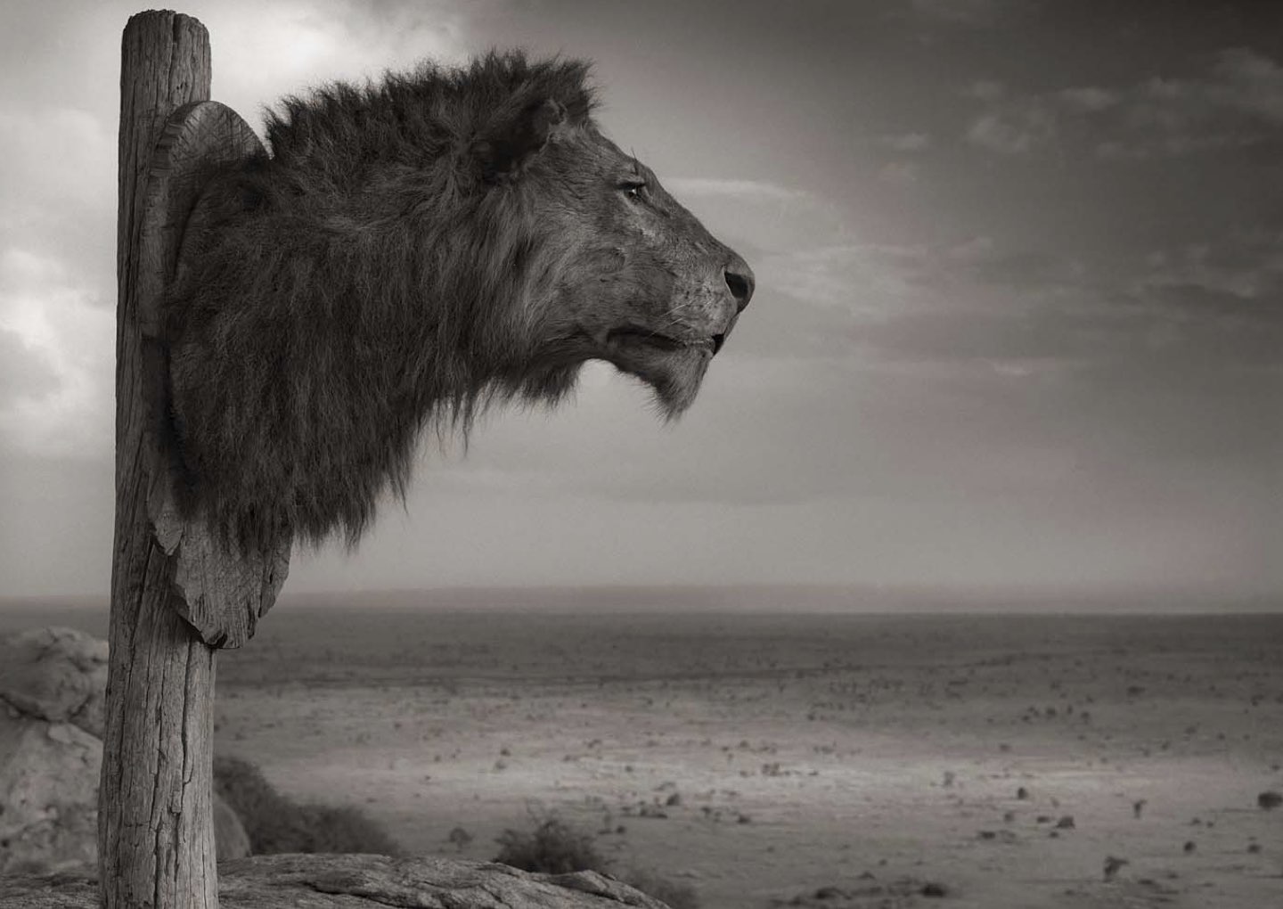 paper megafauna.jpeg