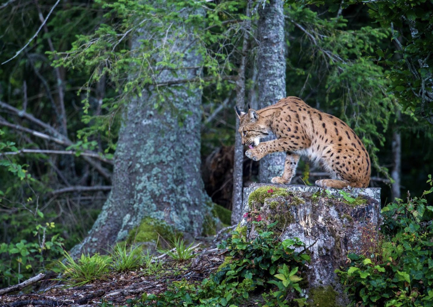 paper megafauna.jpeg