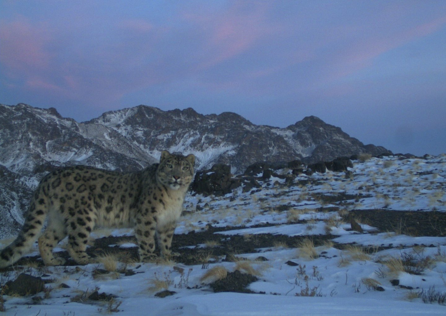 paper megafauna.jpeg