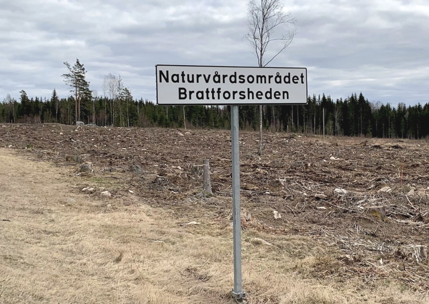 paper megafauna.jpeg