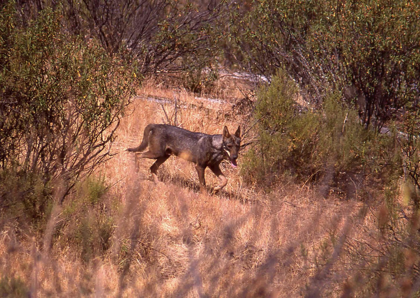 paper wolfandalucia.jpeg