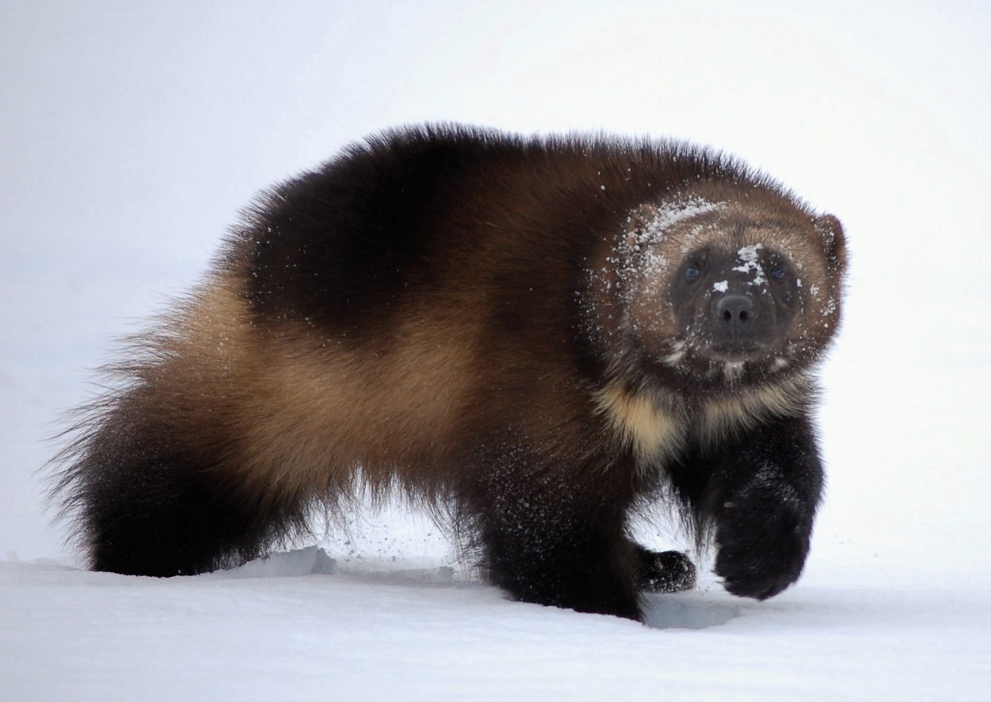 paper wolverine.jpeg